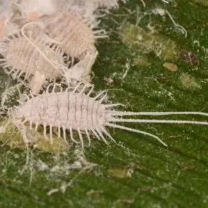 thumbnail for publication: Longtailed Mealybug Pseudococcus longispinus (Targioni Tozzetti) (Insecta: Hemiptera: Pseudococcidae)